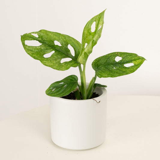 Monkey Mask | Mint | Rare Plant | Exotic & Tropical Plants