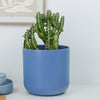 A beautiful Mottled Spurge Euphorbia Cactus in a cosy ceramic blue pot. This variety has variegated dark and light blue stems that take the form of wavy candelabras! 