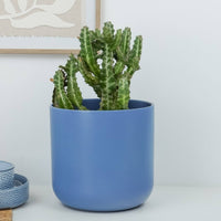 A beautiful Mottled Spurge Euphorbia Cactus in a cosy ceramic blue pot. This variety has variegated dark and light blue stems that take the form of wavy candelabras! 