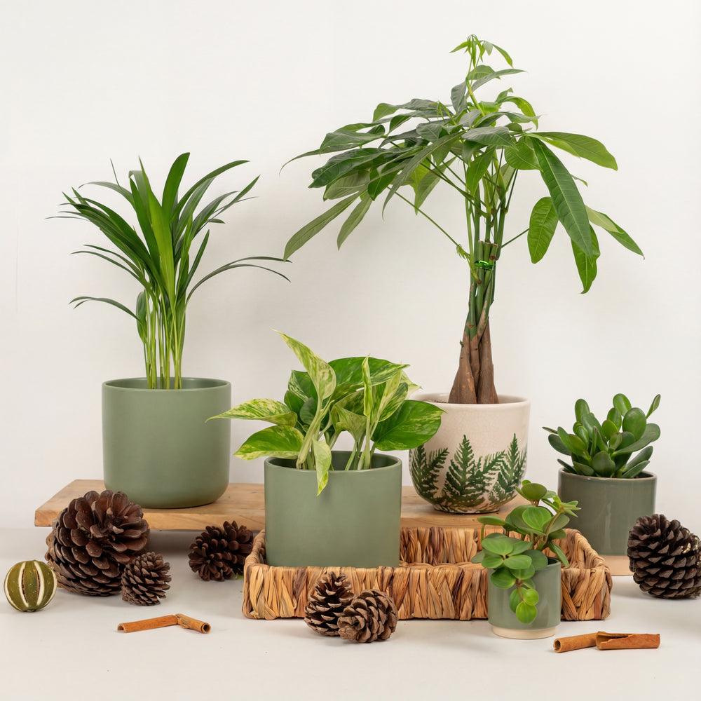Indoor Warmth & Wellness | Plant Bundle | 5 X PLANTS | 5 X POTS | Indoor Plant Bundle