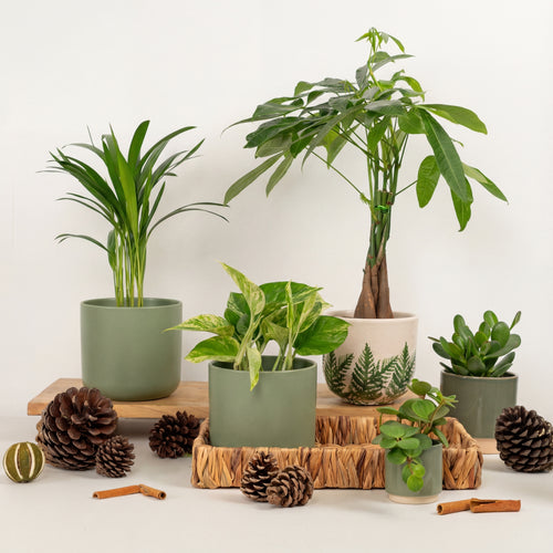 Warmth & Wellness | Plant Bundle