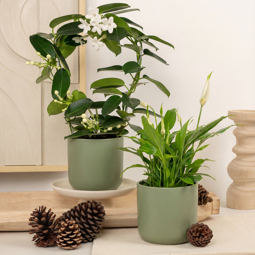 Indoor Heavenly Peace Duo | Plant Bundle | 2 X PLANTS | 2 X POTS | Indoor Plant Bundle