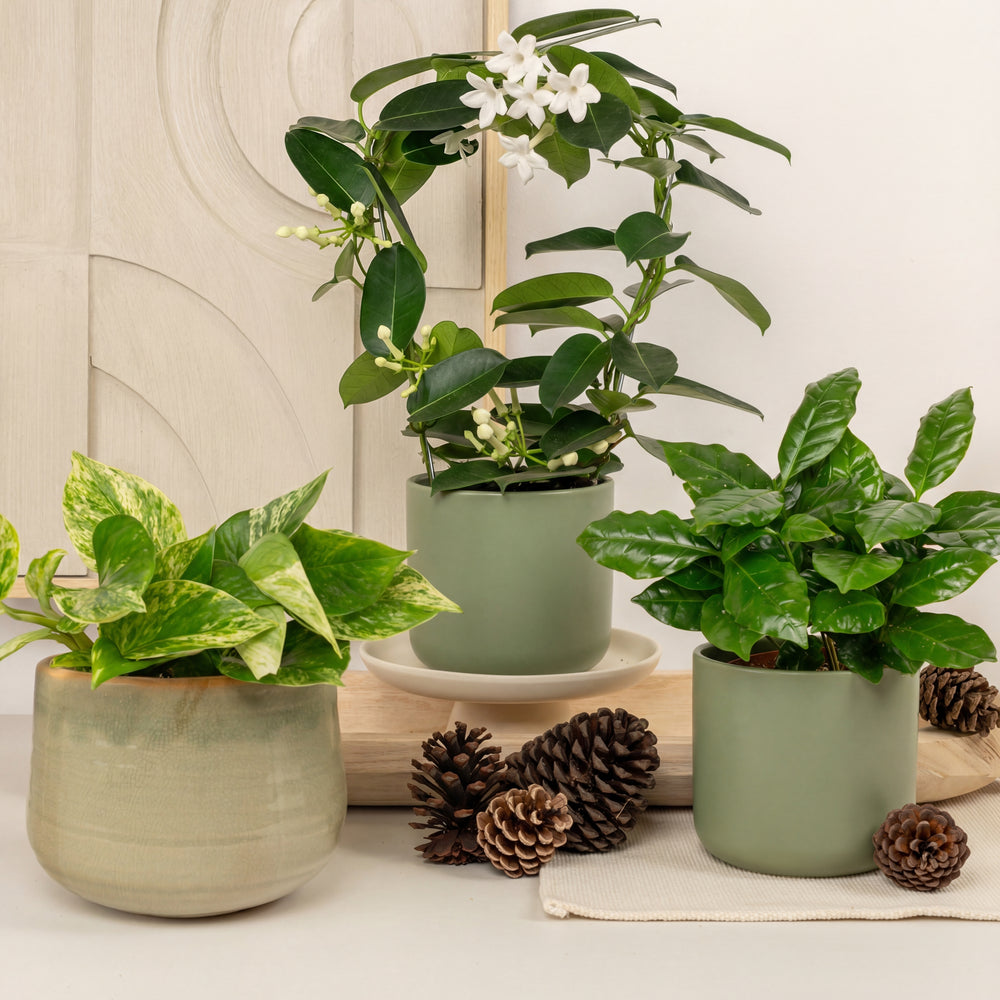 Indoor Calm & Cosy | Plant Bundle | 3 X PLANTS | 3 X POTS | Indoor Plant Bundle