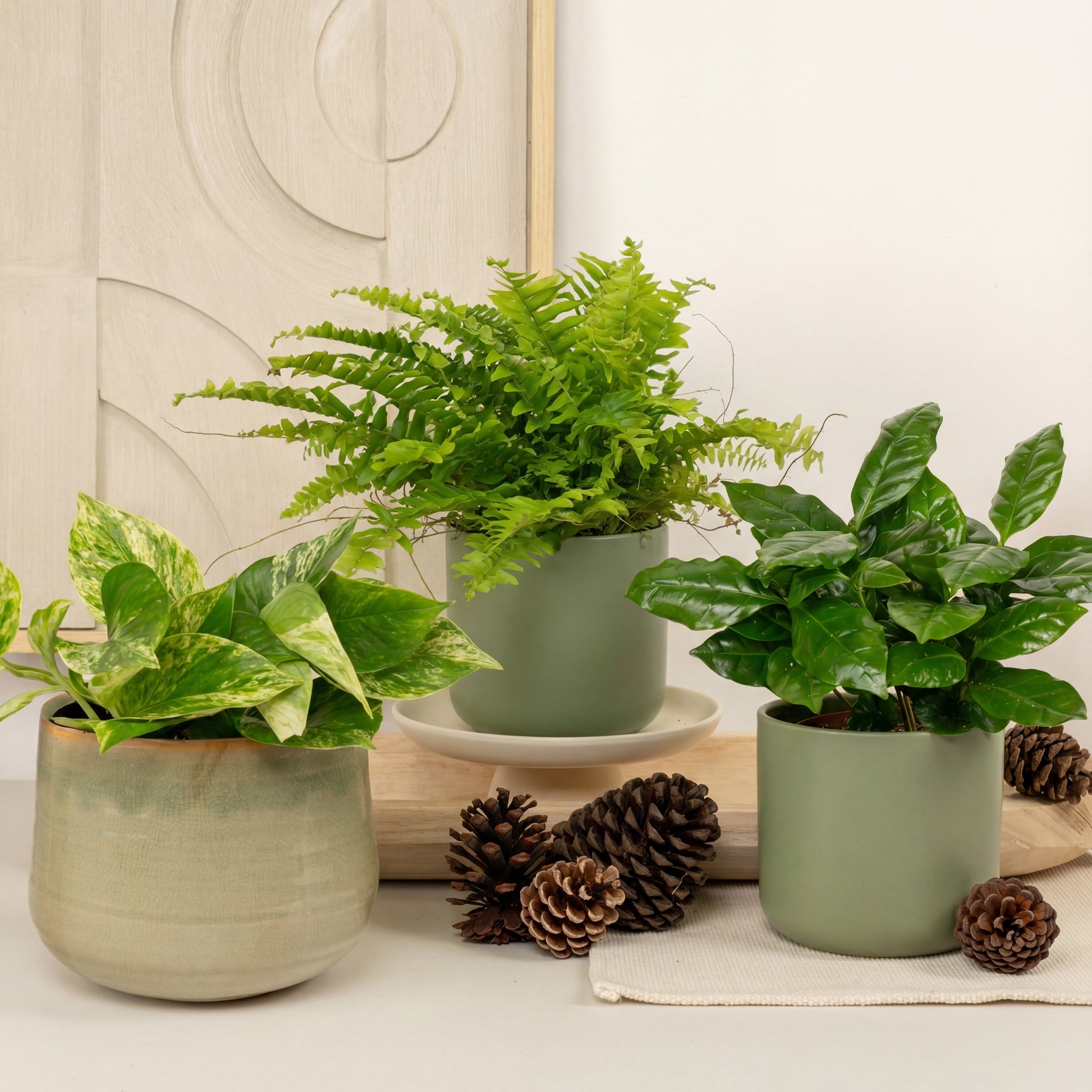 Gift Of Green Serenity | Plant Bundle