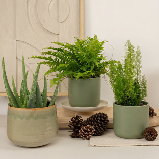 Relax & Refresh | Plant Bundle | Indoor Plants On Sale