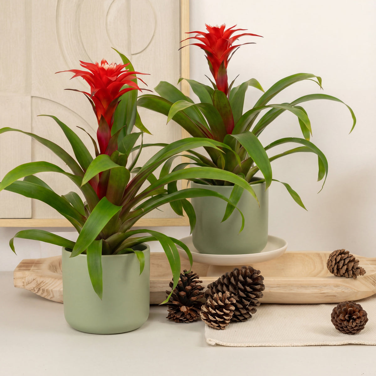 Instant Colour Boost Duo | Plant Bundle