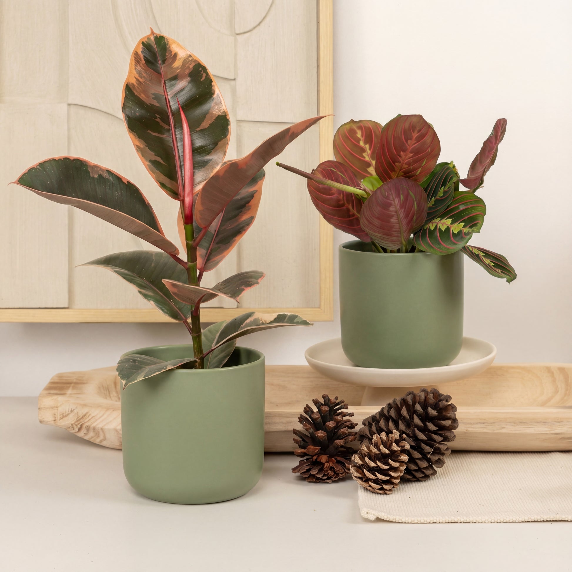 Holiday Haven | Plant Bundle