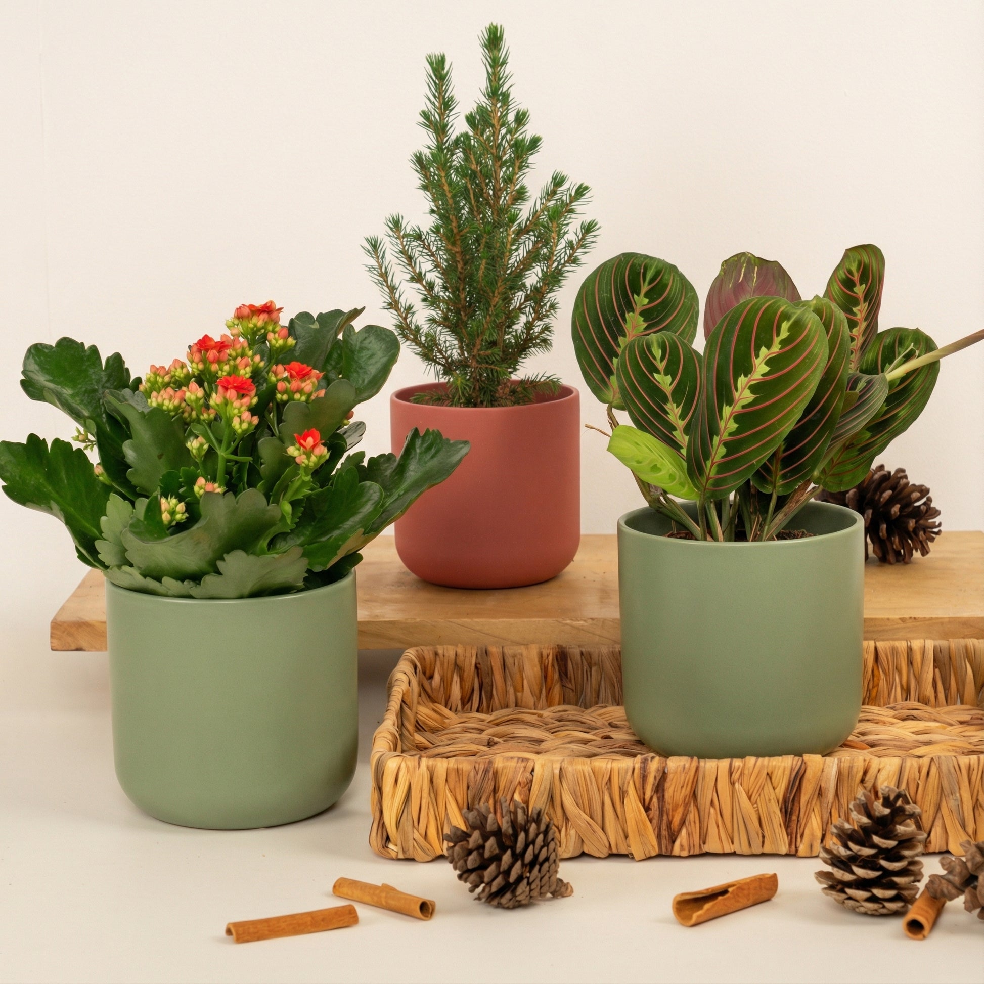 All Spruced Up | Plant Bundle