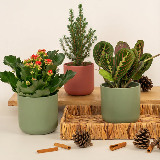 All Spruced Up | Plant Bundle | Houseplant Bundles