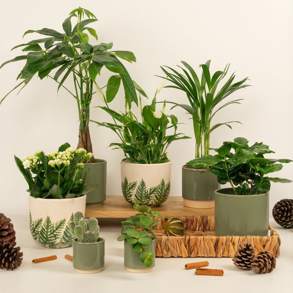 Indoor Manifesting Peace | Plant Bundle | 7 X PLANTS | 7 X POTS | Indoor Plant Bundle