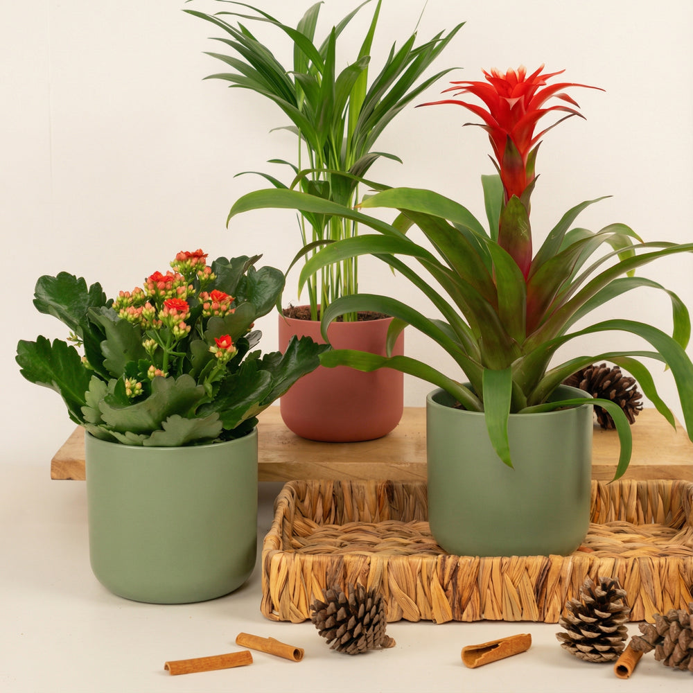 Indoor Jungle Joy | Plant Bundle | 3 X PLANTS | 3 X POTS | Indoor Plant Bundle