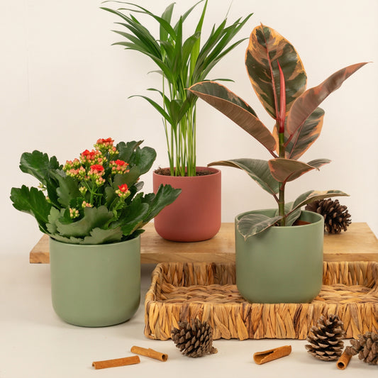 Belize In Magic | Plant Bundle | Christmas Plants & Gifts