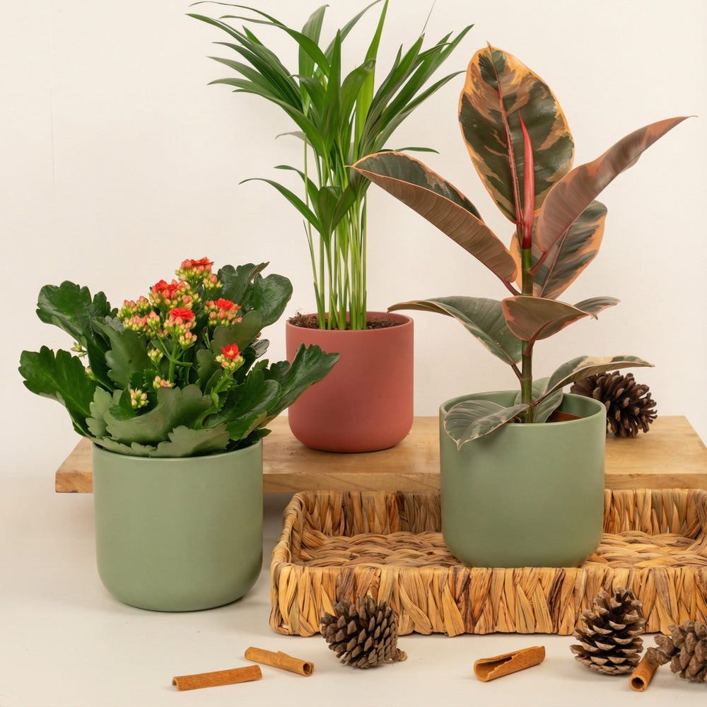 Indoor Belize In Magic | Plant Bundle | 3 X PLANTS | 3 X POTS | Indoor Plant Bundle