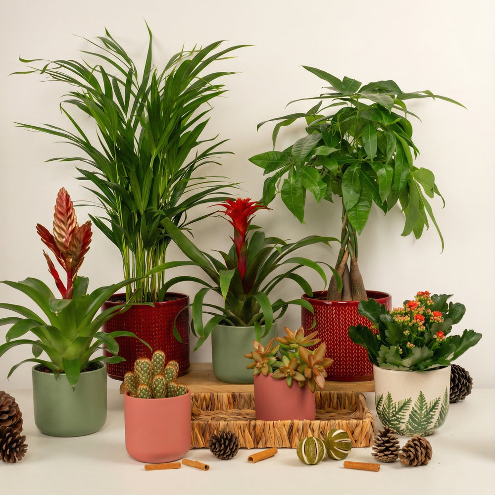 Indoor All The Trimmings | Plant Bundle | 7 X PLANTS | 7 X POTS | Indoor Plant Bundle