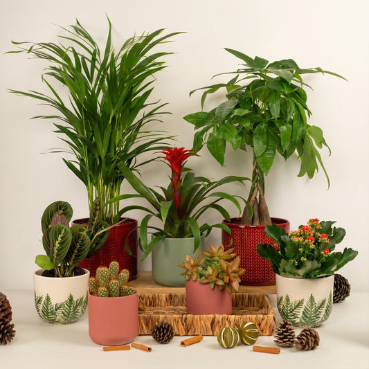 Deck The Halls | Plant Bundle | Houseplant Bundles