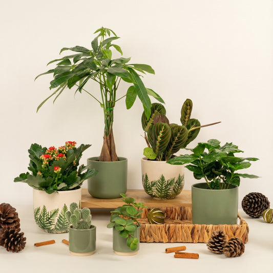 Season Of Growth | Plant Bundle | Houseplant Bundles