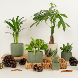 Everyday Good Fortune | Plant Bundle - Indoor Plant