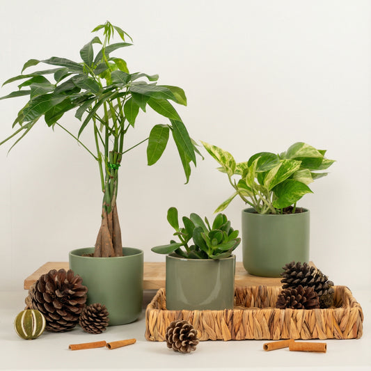 Good Energy | Plant Bundle | Indoor Plants