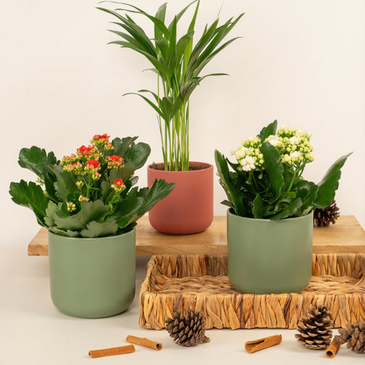 Happy Holidays | Plant Bundle | Indoor Plants