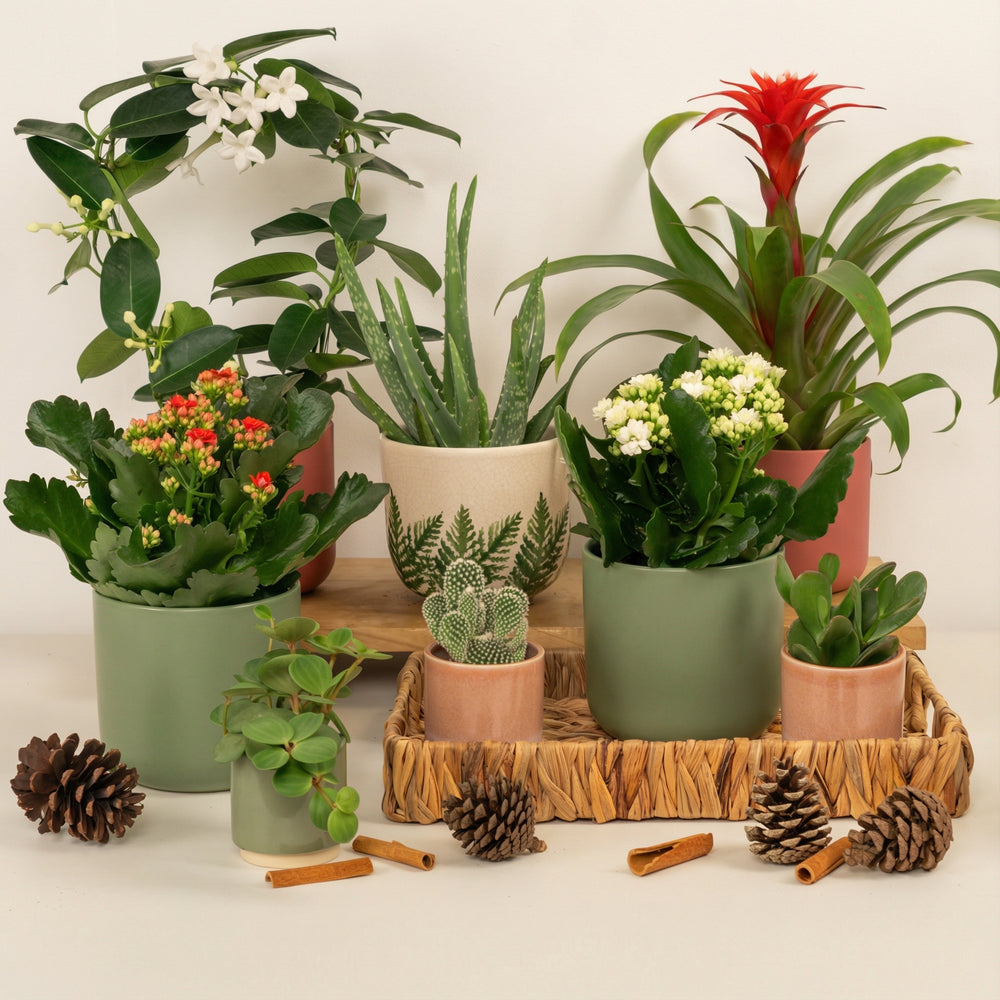 Indoor Blooming Marvellous | Plant Bundle | 8 X PLANTS | 8 X POTS | Indoor Plant Bundle
