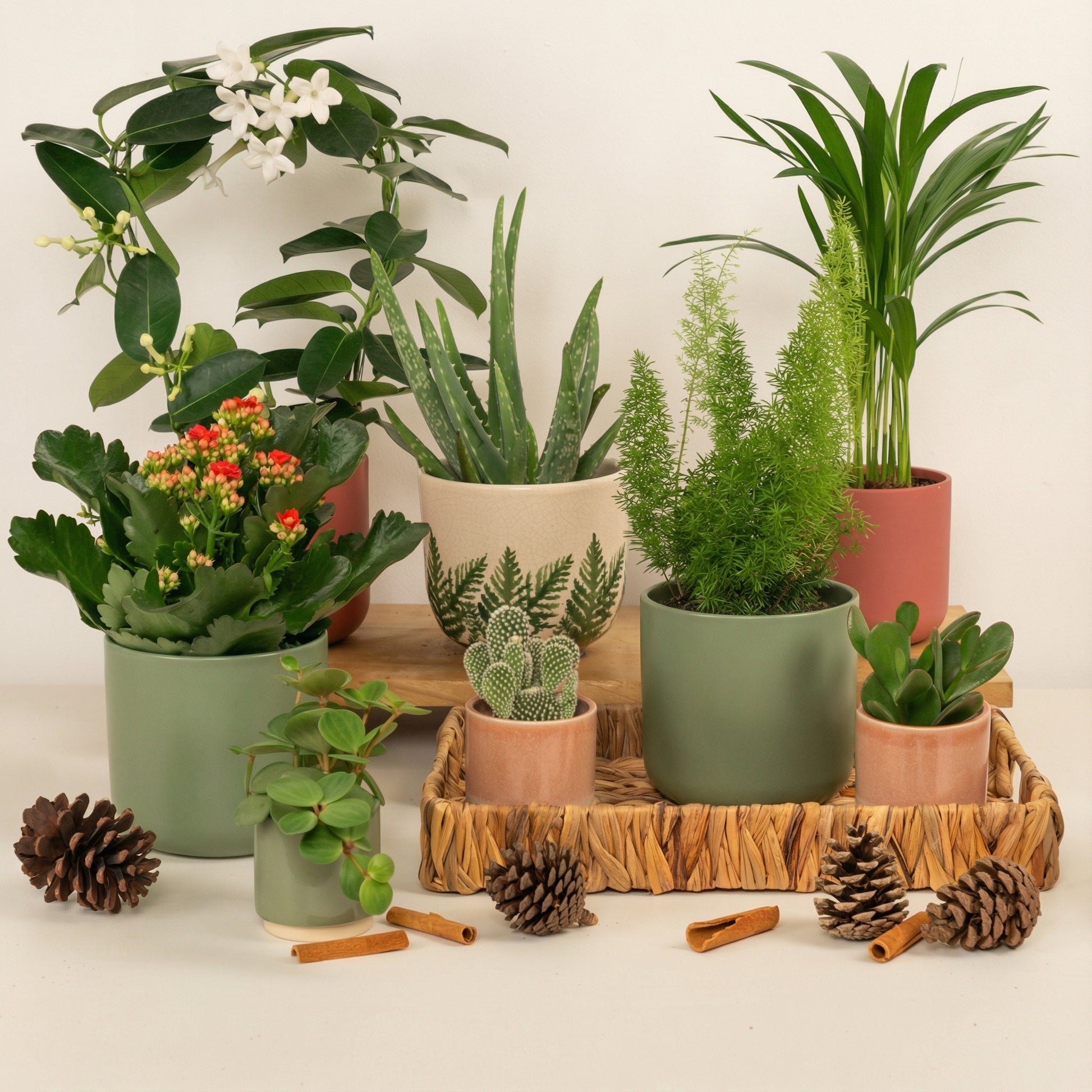 New Year New Leaf | Plant Bundle