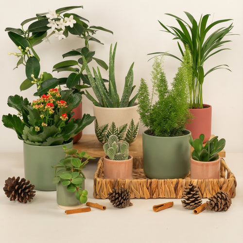 New Year New Leaf | Plant Bundle