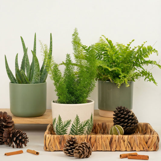 Fresh Glow | Plant Bundle | Plant Gifts