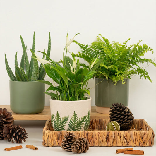 Gift Of Fresh Air | Plant Bundle | Christmas Plants & Gifts