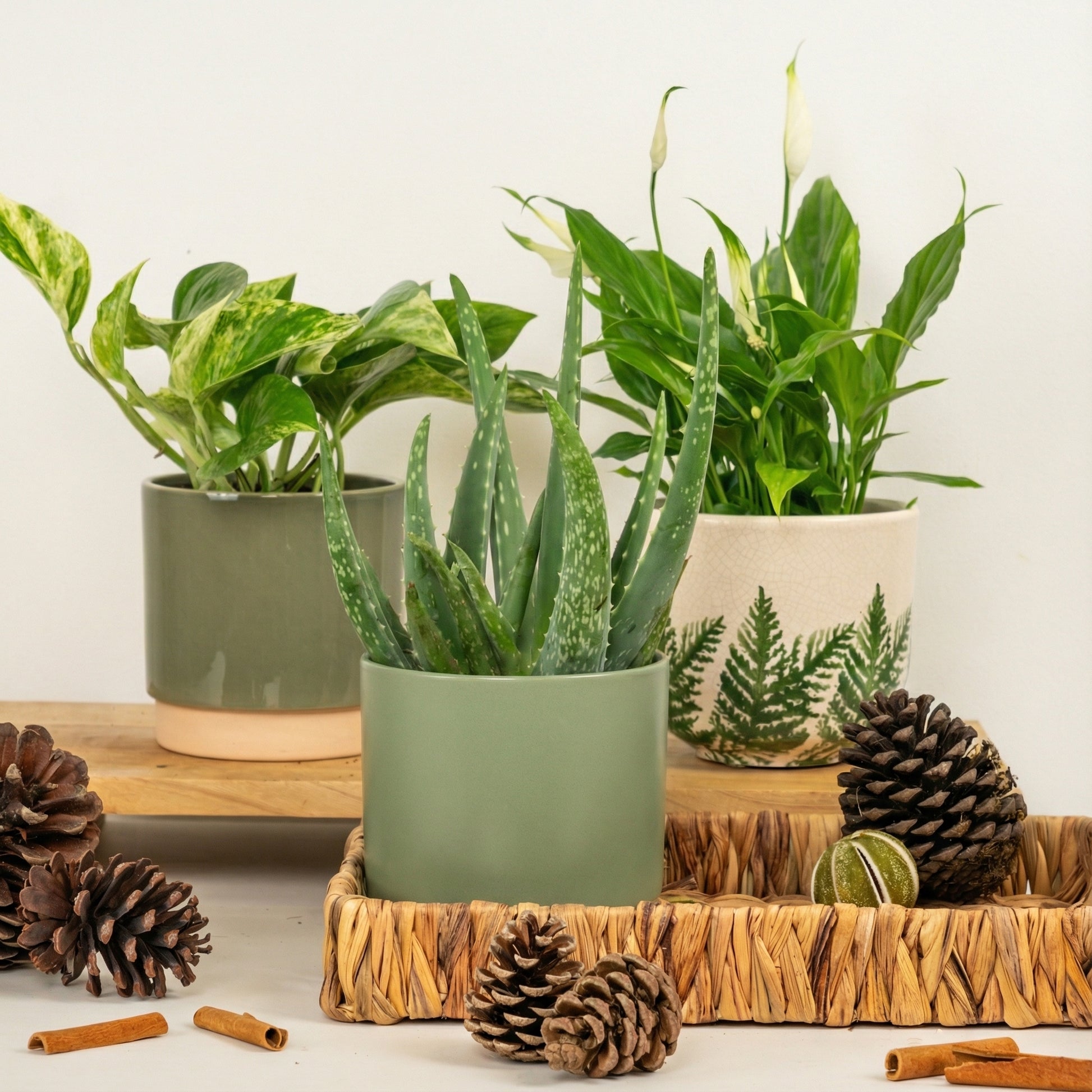 Everyday Calm | Plant Bundle