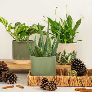Everyday Calm | Plant Bundle - Indoor Plant