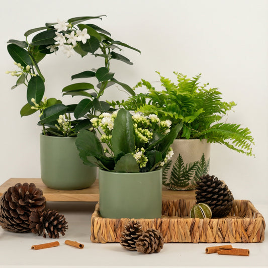 Seasonal Soul Soother | Plant Bundle | Plant Gifts