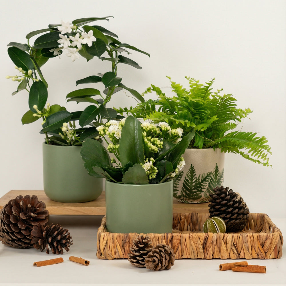 Indoor Seasonal Soul Soother | Plant Bundle | 3 X PLANTS | 3 X POTS | Indoor Plant Bundle