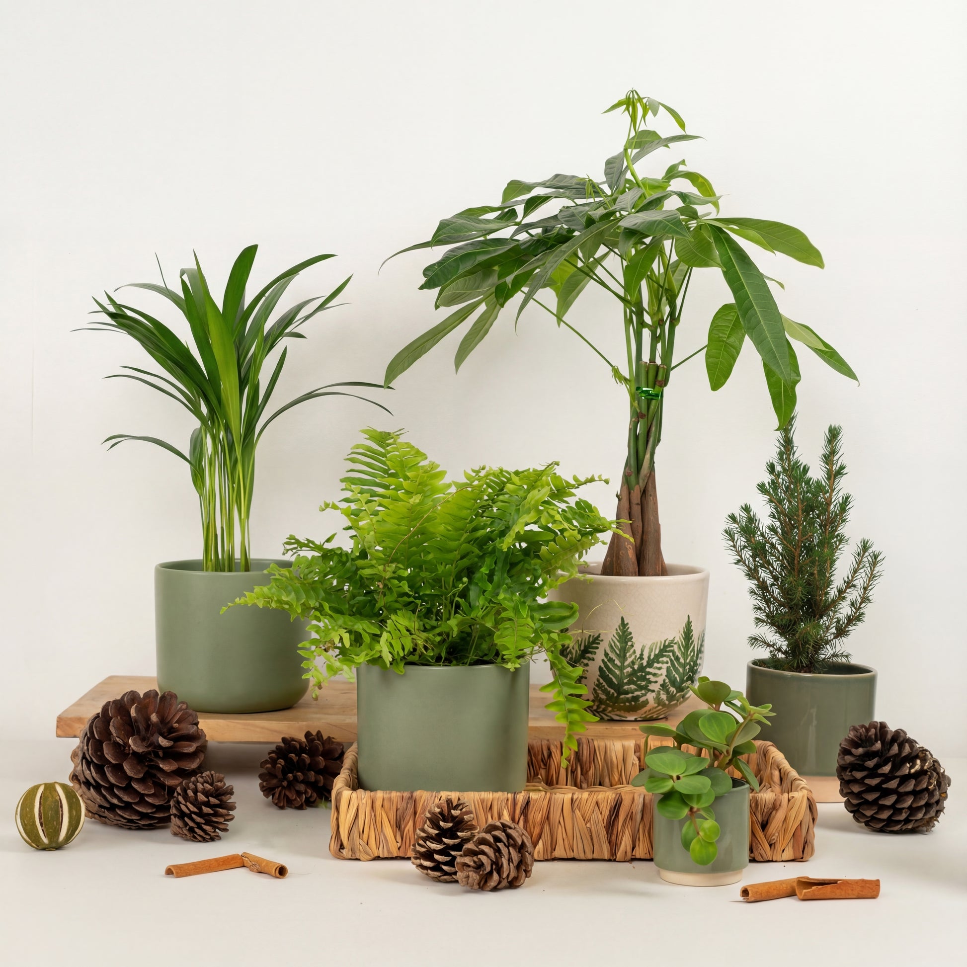 Evergreen Wonderland | Plant Bundle