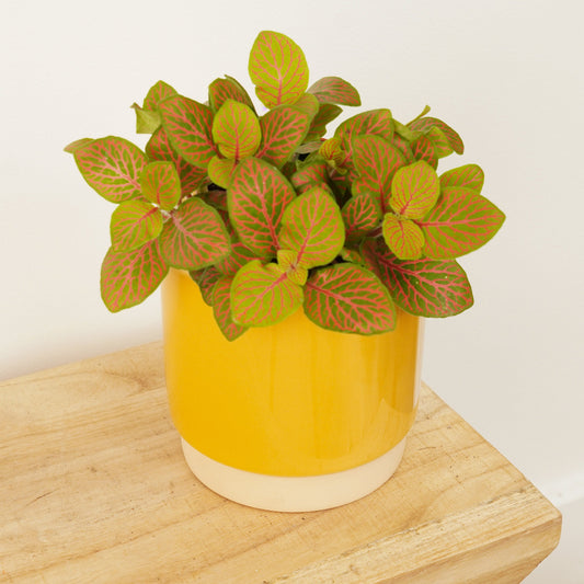 Nerve Plant | Skeleton Red | 