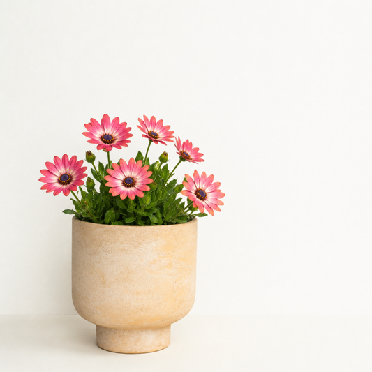 African Daisy | Surprise Colour | Outdoor Plant | Outdoor Plants
