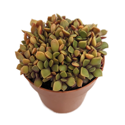 Sunrise Succulent | Orange | 