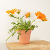 A vibrant Orange Gazania plant in a plastic terracotta coloured nursery pot. This variety is superb indoors and outdoors on patios and ia also known as the African Daisy and Treasure Flower.