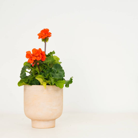 Pelargonium Geranium | Orange | Outdoor Plants