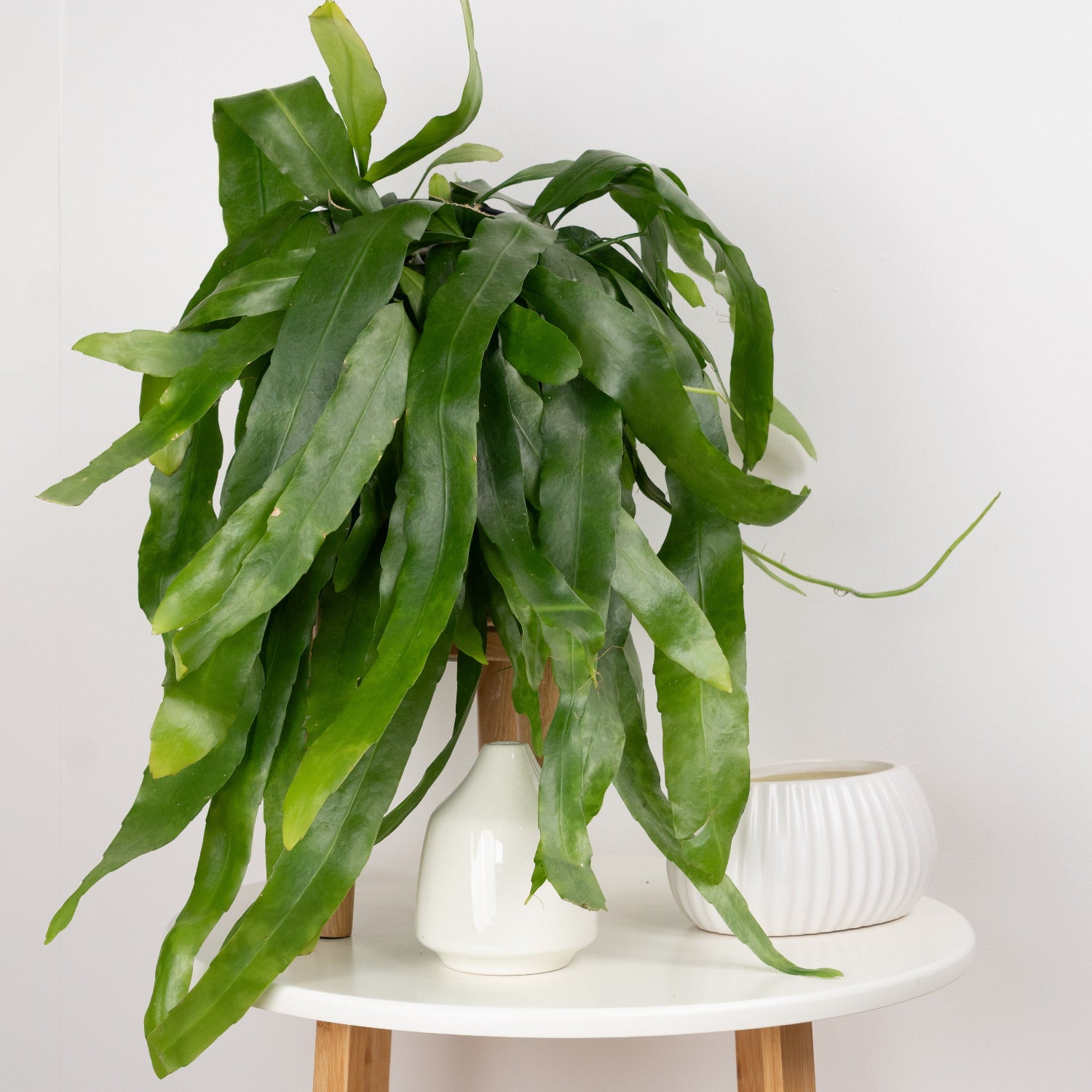 Orchid Cactus | Pumilum