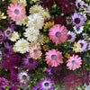Osteospermum African Daisy Tropical Patio Plant Bundle - perfect for adding a decorative flourish to your outdoor spaces and for gifting to loved ones. These plants need very little care to thrive, so are ideal for beginners!