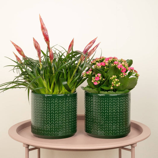 Pretty In Pink  | Plant Bundle | Easy Care Houseplants