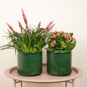 Pretty In Pink  | Plant Bundle - Indoor Plant