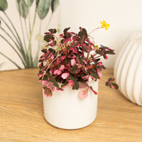 A stunning Oxalis Crazy Plum Indoor Tropical Houseplant in a cosy decorative pot - sold separately.