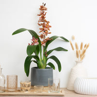 Cambria Orchid | Gold Leopard
