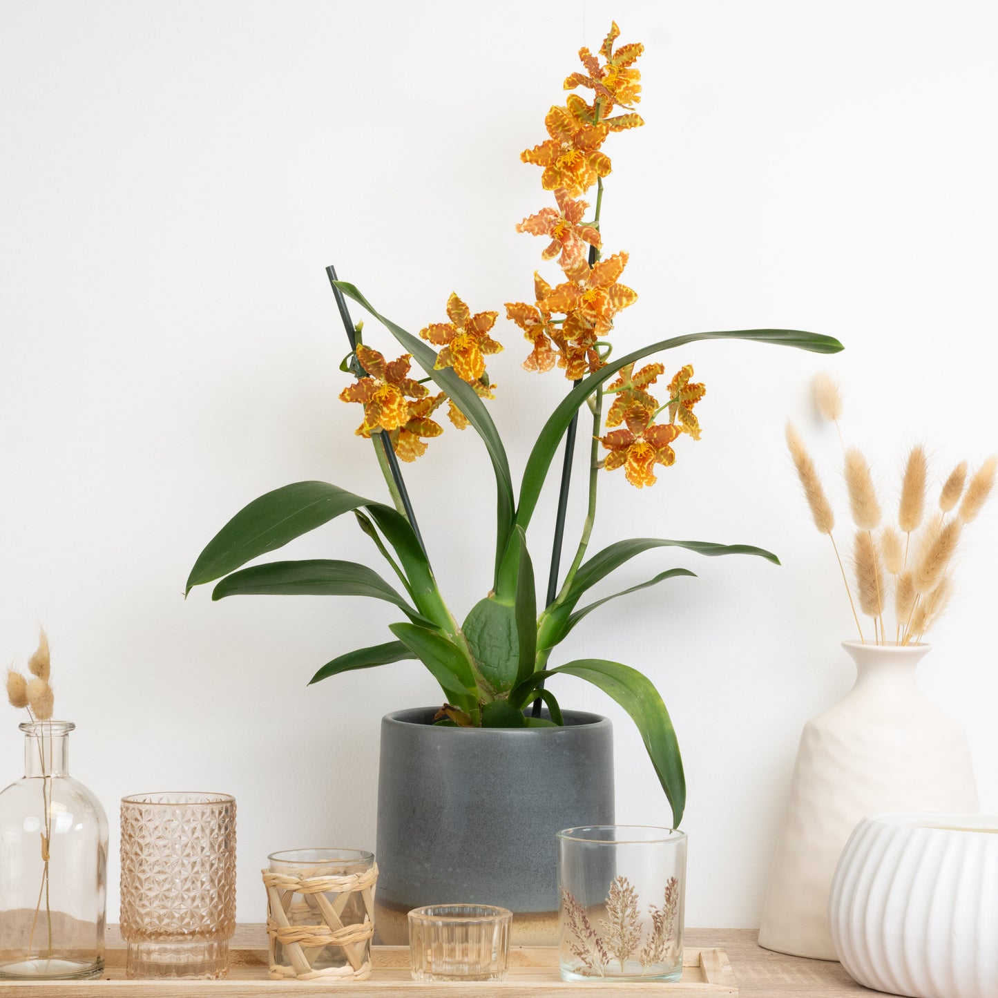 Cambria Orchid | Golden Tiger