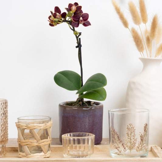 Phalaenopsis Orchid | Sweetie Black Magic | 
