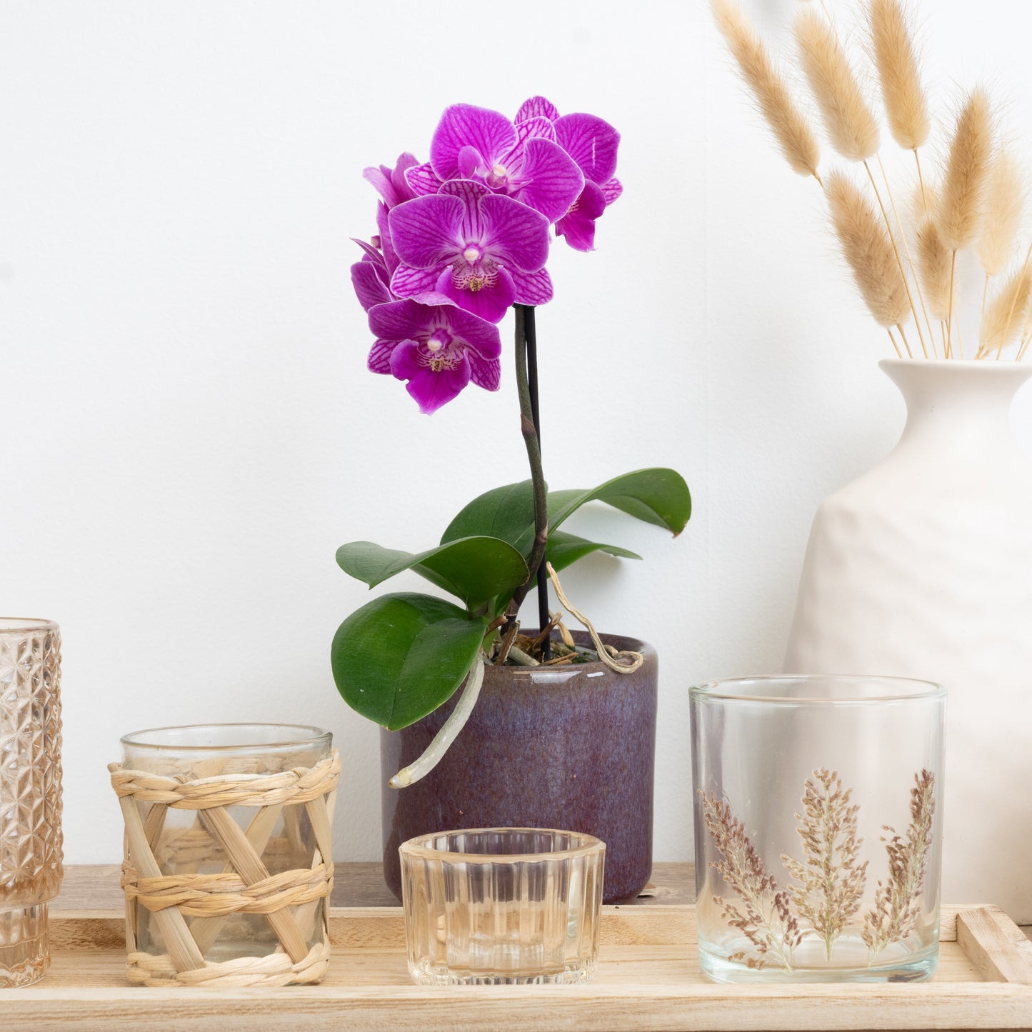 Phalaenopsis Orchid | Sweetie Pink
