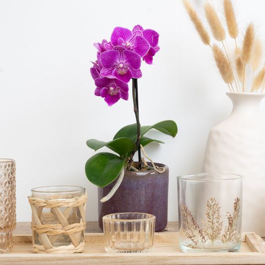 Phalaenopsis Orchid | Sweetie Pink | 