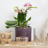 Phalaenopsis Orchid | Sweetie Tutti Frutti