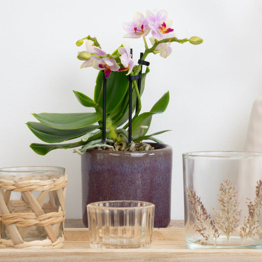 Phalaenopsis Orchid | Sweetie Tutti Frutti | 